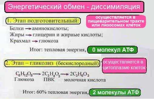 1-i-2-etapy-dissimiljacii11